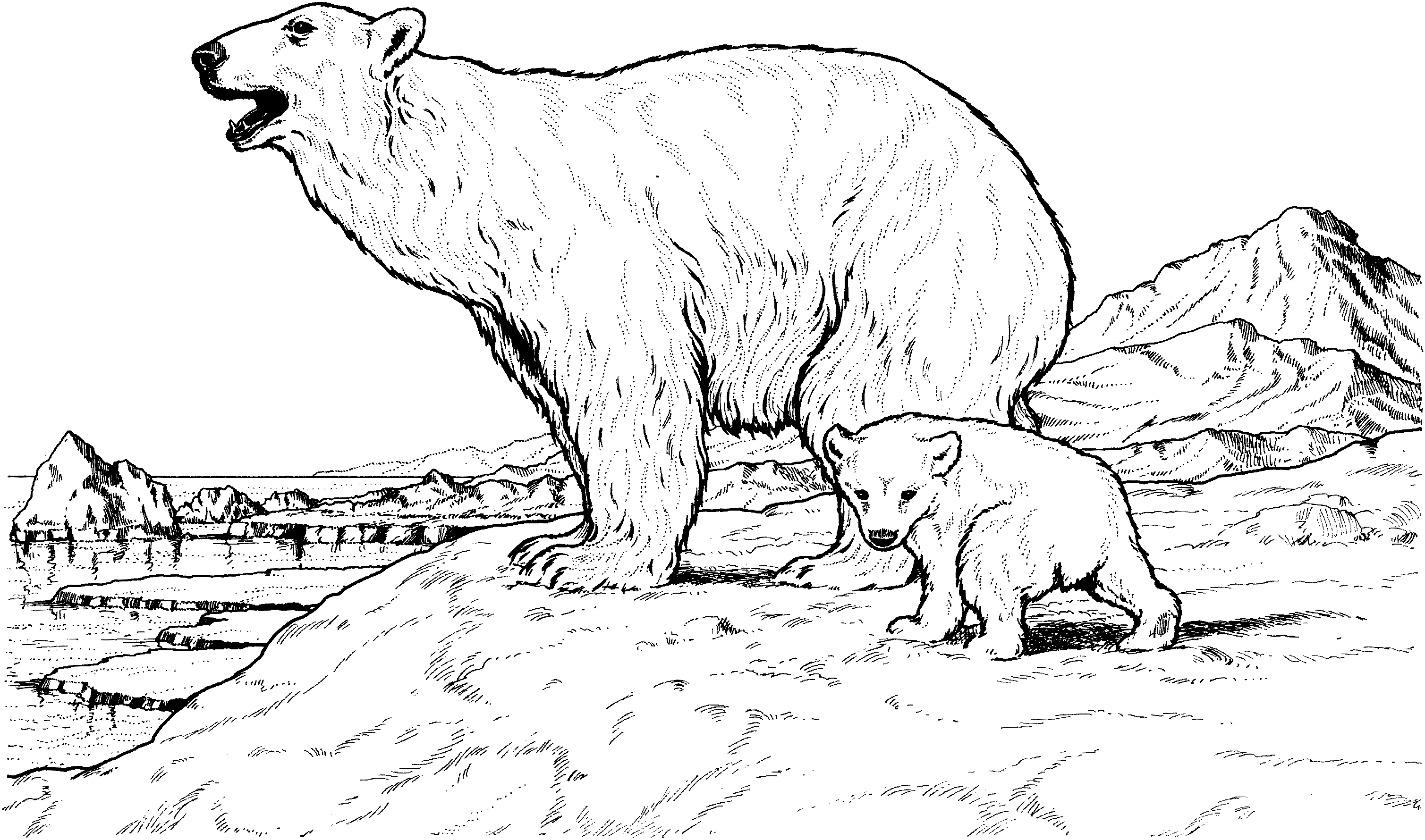 baby brown bear coloring pages - photo #15