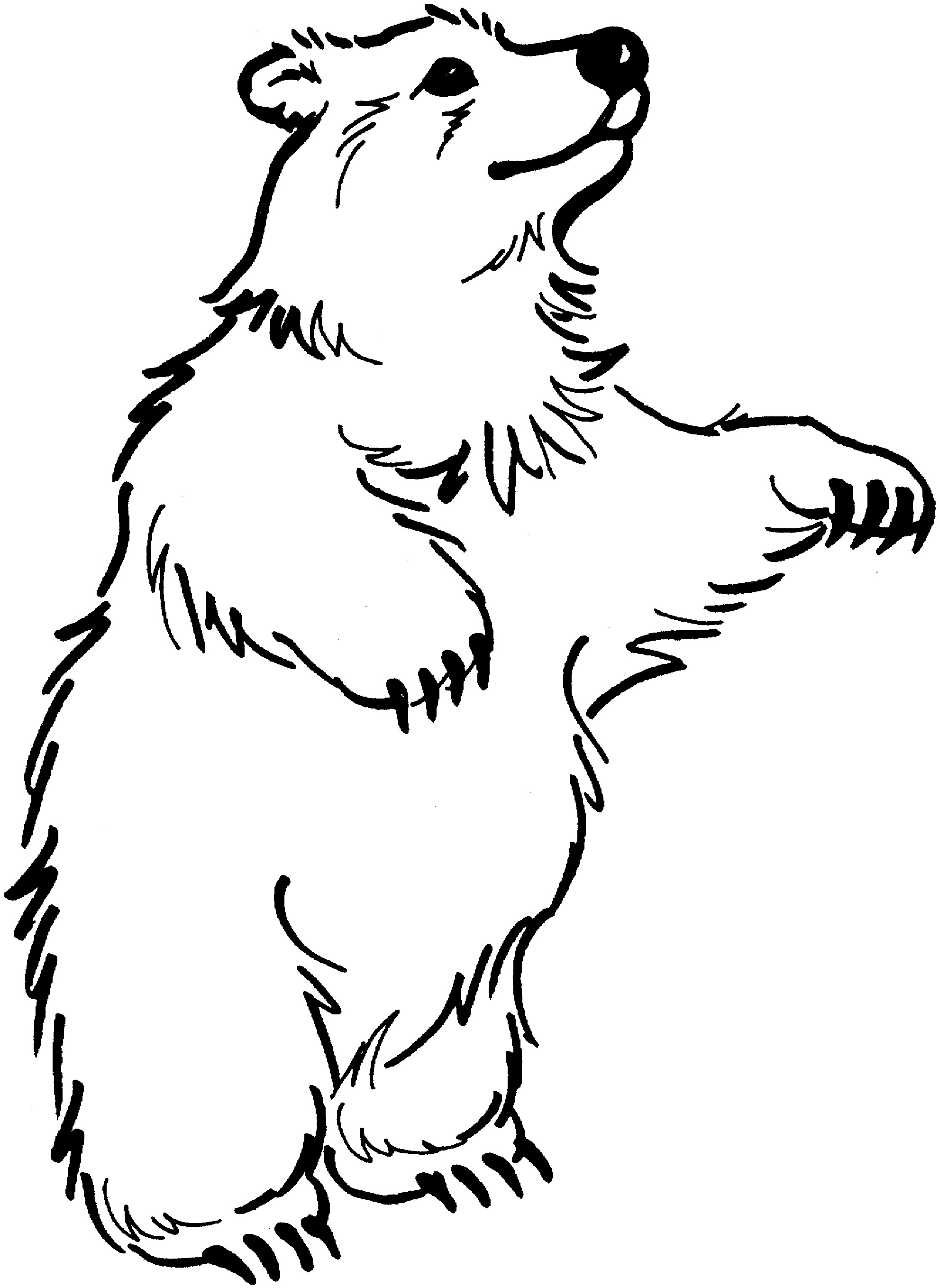 Free Bear Coloring Pages