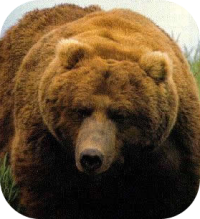 Large Brown Bear
