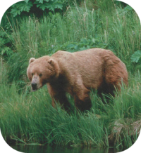 Brown Bear Picture