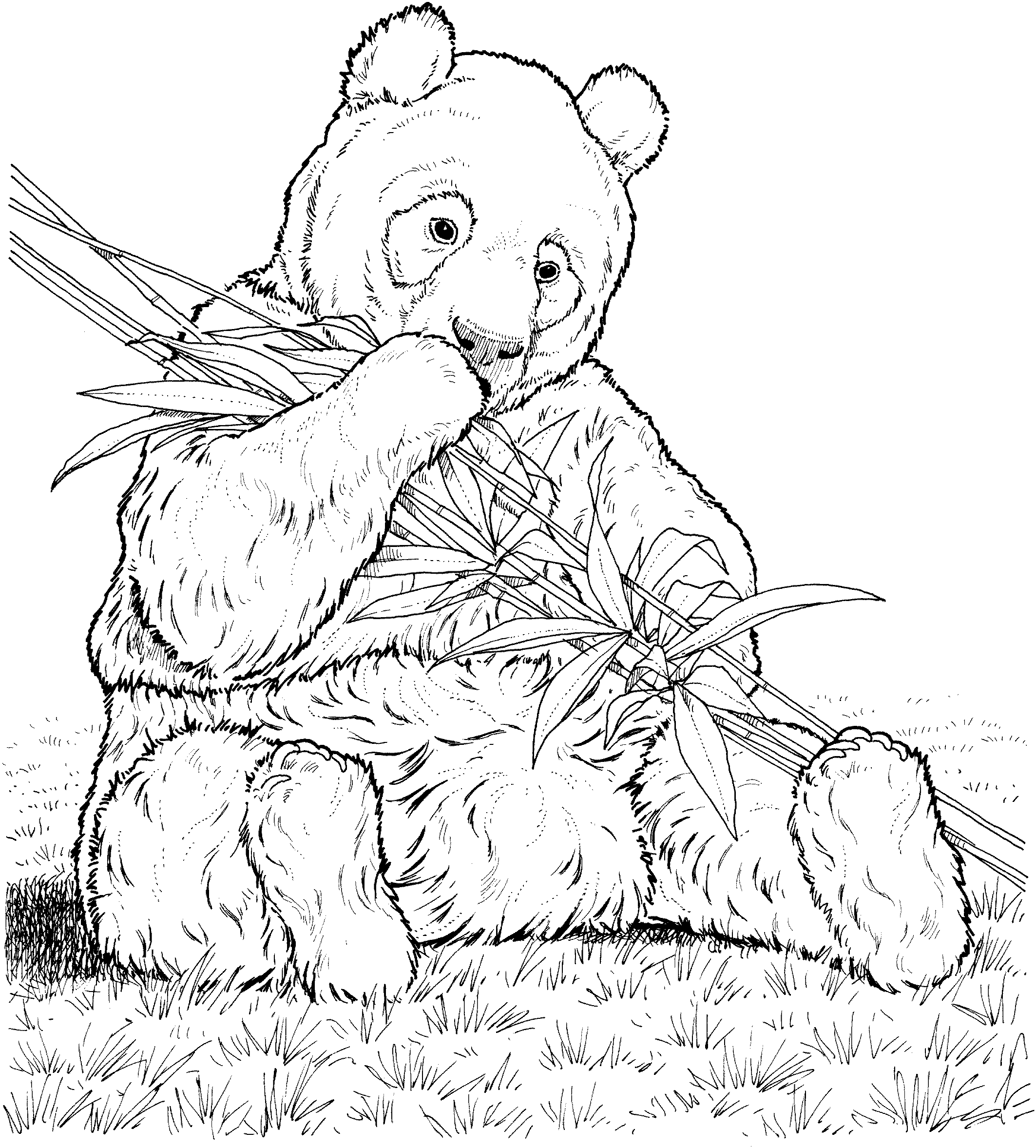 Panda Bear Coloring Pages 6