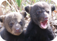 Baby Black Bear Cubs