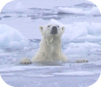 Polar Bear in Ice